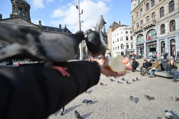 Hungry Pigeons Feeding Hands — Stock Photo, Image