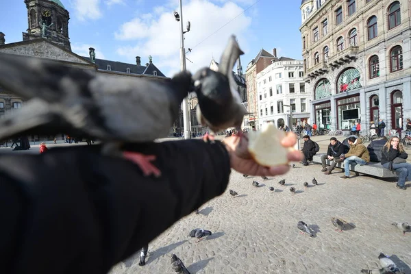 Hungry pigeons feeding from hands