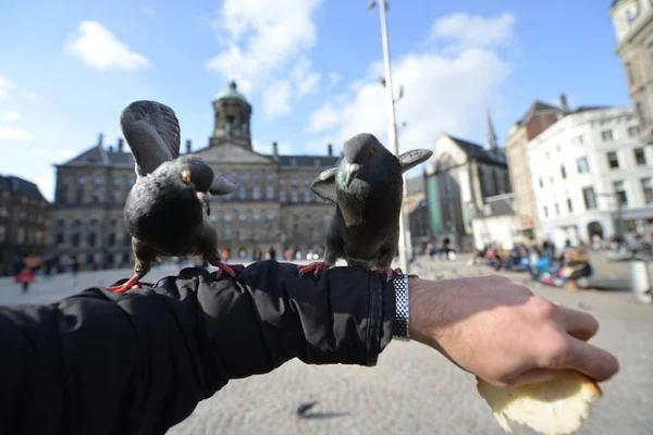 Hungry Pigeons Feeding Hands — Stock Fotó