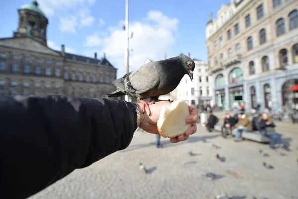 Hungry Pigeons Feeding Hands — Stock Photo, Image