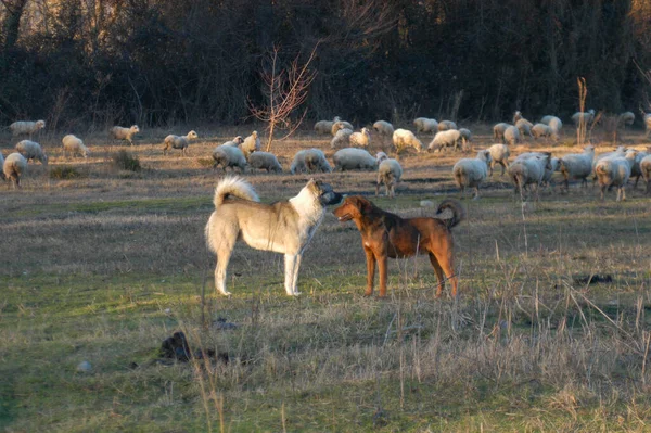 Nature Reserve Views Beautiful Mountains Azerbaijan Rivers Inaccessible Places Humans — Foto de Stock