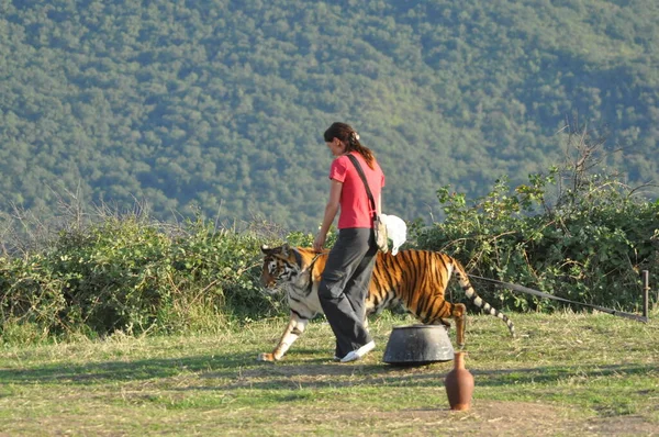 Tiger Walk High Mountains Wild Azerbaijan — стоковое фото