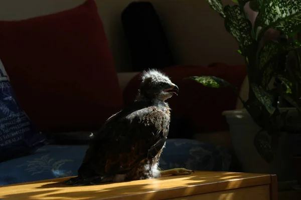Little Wild Eagle Home Found Forest — Stok fotoğraf