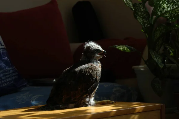                                 Little wild eagle at home found in the forest