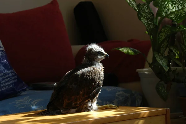 Little Wild Eagle Home Found Forest — Stock fotografie