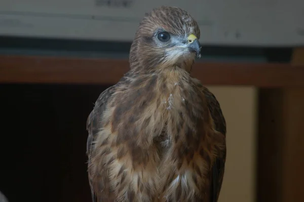 Little Wild Eagle Home Found Forest — Stockfoto