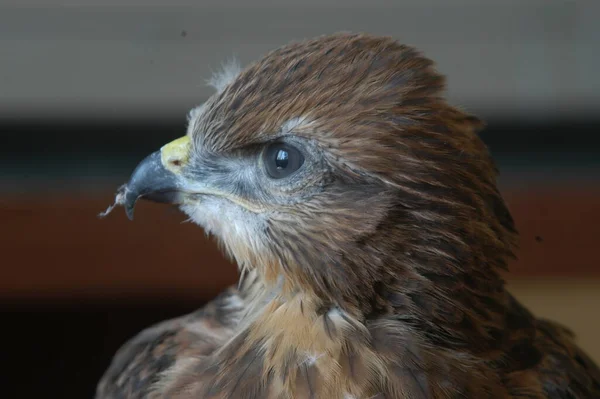 Kleine Wilde Adelaar Thuis Gevonden Het Bos — Stockfoto