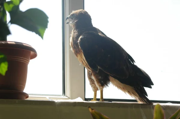 Kleine Wilde Adelaar Thuis Gevonden Het Bos — Stockfoto