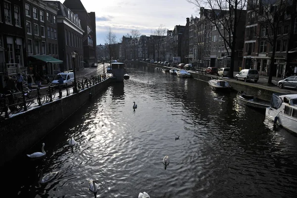 Winter Amsterdam Central River Floating Birds Swans — Zdjęcie stockowe