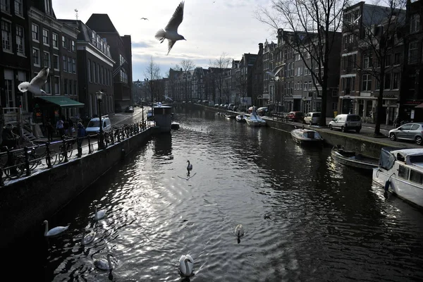 Winter Amsterdam Central River Floating Birds Swans — Stockfoto