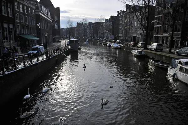 Winter Amsterdam Central River Floating Birds Swans — Stockfoto