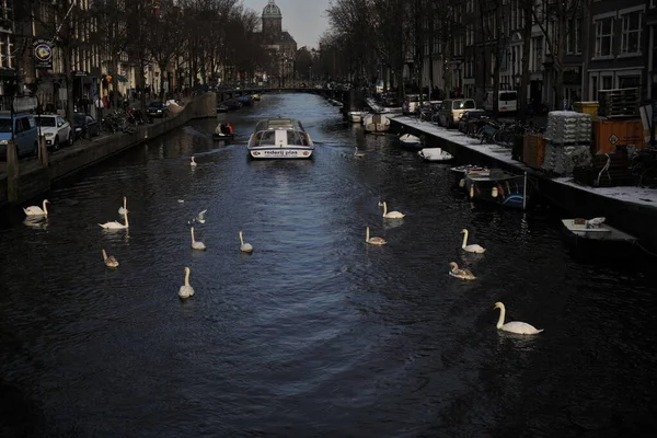 Winter Amsterdam Central River Floating Birds Swans — Stockfoto