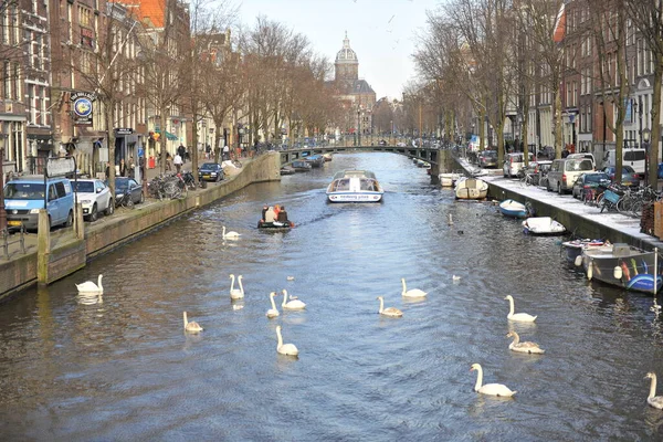 Winter Amsterdam Central River Floating Birds Swans — Foto Stock