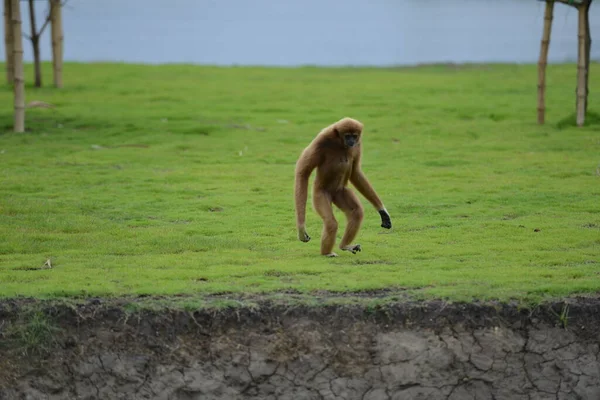 Holy Place Buddha Thailand Wild Monkeys Live — Foto de Stock