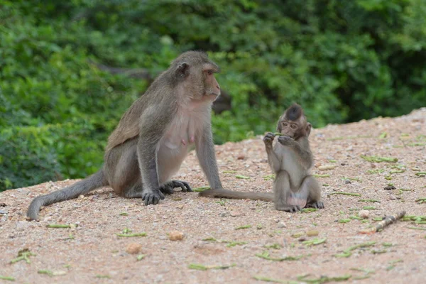 Holy Place Buddha Thailand City Lapuli Wild Monkeys Live — Fotografia de Stock