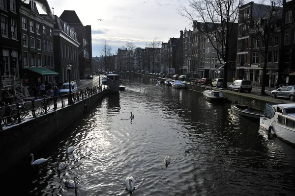 Winter Amsterdam Central River Floating Birds Swans — Stock Photo, Image