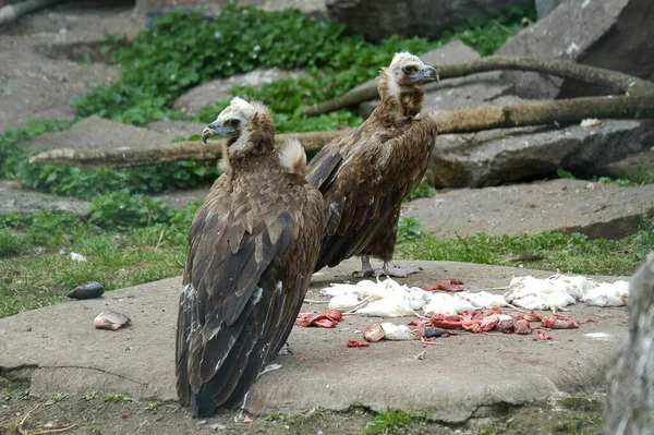 Condors in the eat big birds