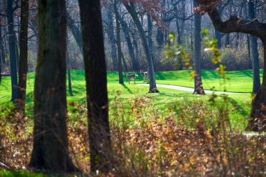 Ormandaki yaban geyiği.