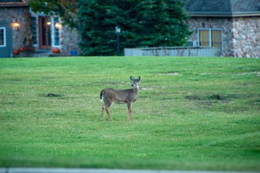 Ormandaki yaban geyiği.