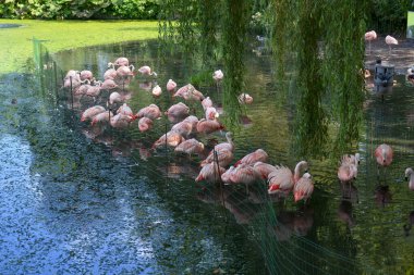 A body of water in Amsterdam with pink flamingos is not a zoo
