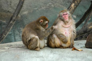 Female male monkey caring for her male love