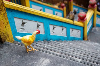  Sarı renkli tavuk. Malezya 'da Buda' nın kutsal yeri. Dağın tepesinde, mağarada. 