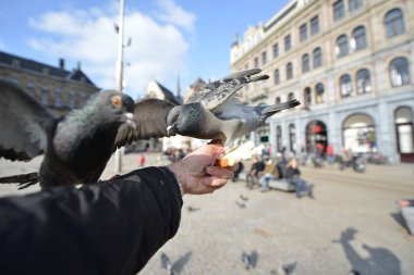 Hungry pigeons feeding from hand