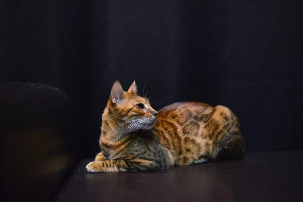Кіт Леопардовим Забарвленням Рідкісна Порода Кіт Порода Леопард — стокове фото