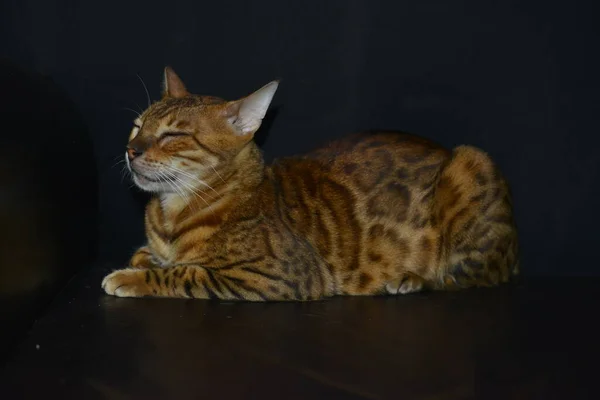 A cat with a leopard coloring is a rare breed Cat breed like a leopar