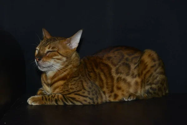 Cat Leopard Coloring Rare Breed Cat Breed Leopar — Fotografia de Stock