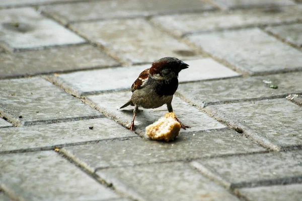 Little Sparrow Tries Take Big Piece Bread — Stock Photo, Image