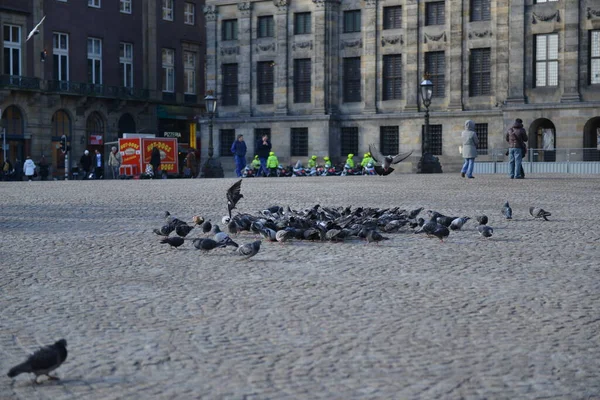 Hungry Pigeons Feeding Hand — Stock Photo, Image