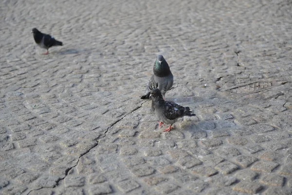 Hungry Pigeons Feeding Hand — Stock fotografie