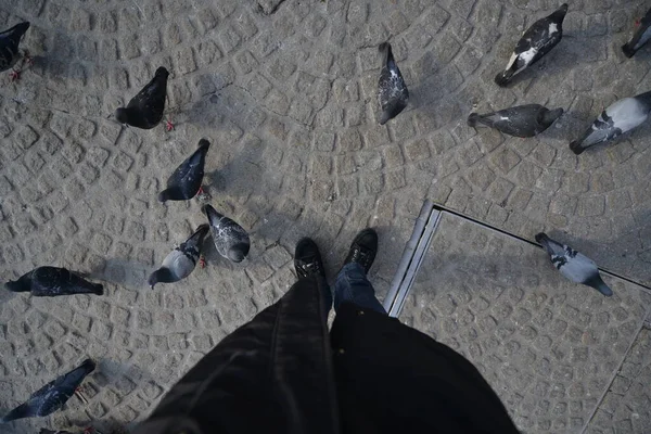 Hungry Pigeons Feeding Hand — Foto Stock