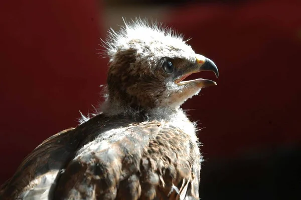 Small Wild Eagle Found Forest Fallen Nest Home — Zdjęcie stockowe