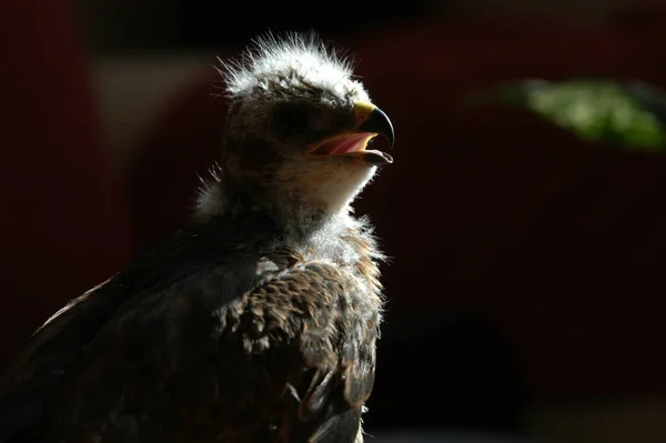 Μικρός Άγριος Αετός Βρέθηκε Στο Δάσος Έπεσε Από Φωλιά Στο — Φωτογραφία Αρχείου