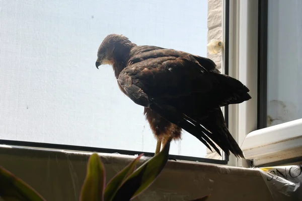 Small Wild Eagle Found Forest Fallen Nest Home — Stock fotografie