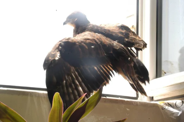 Small Wild Eagle Found Forest Fallen Nest Home — Stockfoto