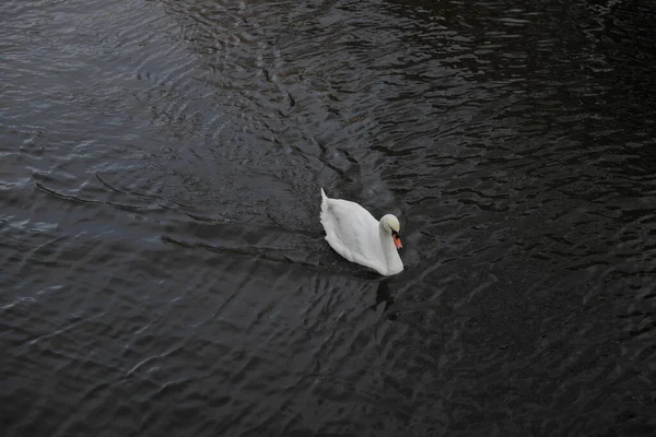 Winter Amsterdam Central River Floating Birds Swans — Φωτογραφία Αρχείου