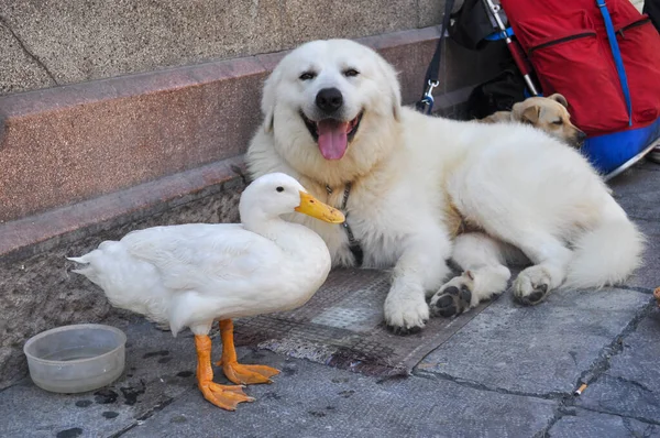 Duck dog collect money passers by posing his owner in europe