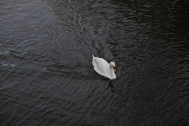 Winter in Amsterdam central river with floating birds swans