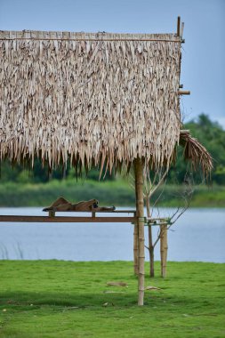 The holy place of the buddha in Thailand  where wild monkeys live