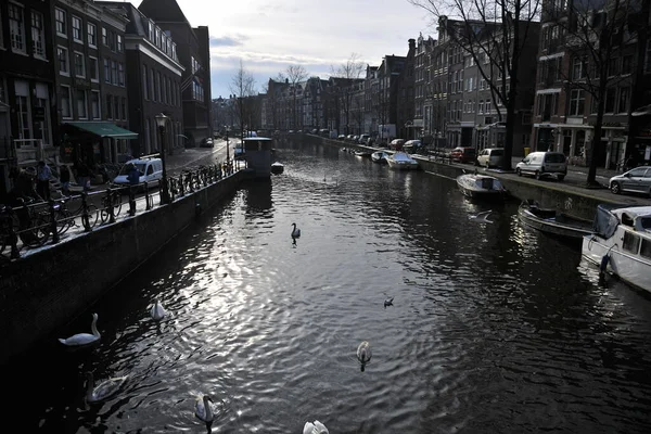 Winter Amsterdam Central River Floating Birds Swans — Stock fotografie
