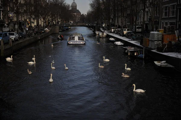 Winter Amsterdam Central River Floating Birds Swans — Stockfoto