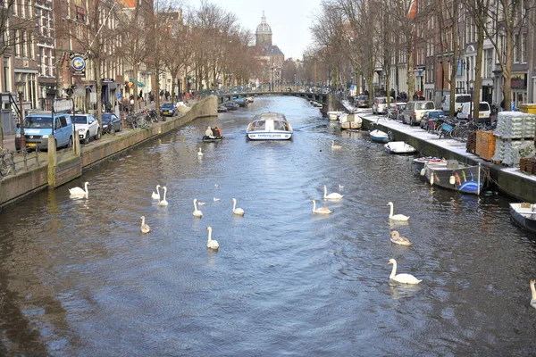 Winter Amsterdam Central River Floating Birds Swans — Foto Stock