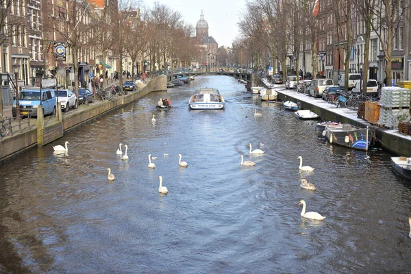 Winter Amsterdam Central River Floating Birds Swans — Stock Photo, Image