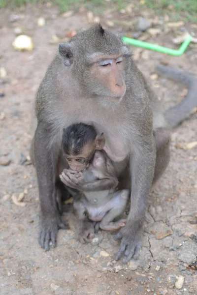 Holy Place Buddha Thailand City Lapuli Wild Monkeys Live — Fotografia de Stock