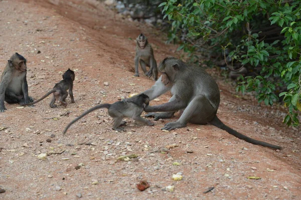 Holy Place Buddha Thailand City Lapuli Wild Monkeys Live — Stockfoto