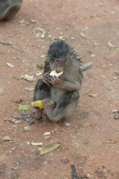 Holy Place Buddha Thailand City Lapuli Wild Monkeys Live —  Fotos de Stock