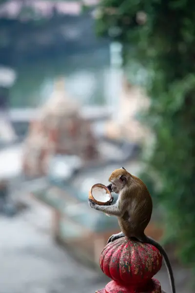 Holy Place Buddha Malaysia Top Mountain Cave Wild Monkeys Live — Stock Fotó